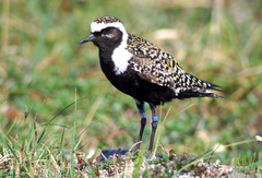 American Golden-Plover